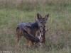 Jackal with a snack