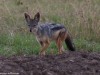 Jackals are a favorite animal of mine