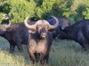Cape Buffalo checking us out