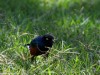 Superb Starling