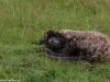 Hyena keeping the flies at bay