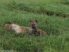 Hyena pup