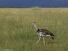 Kori Bustard