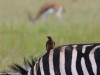 Oxpecker