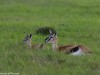 Mom and baby Thomson gazelle
