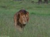 Stealthing through the tall grasses