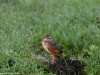 Rufous naped Lark