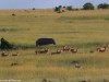 The herd feels safe with the Hippo
