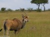Handsome Eland