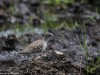 Wood Sandpiper
