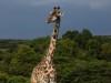 Masai Giraffe