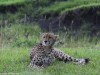 Cheetah before the rain in Mara North Conservancy