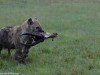 Hyena snacks
