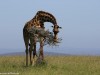 How the Giraffe eats thorny acacia is beyond me