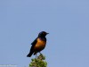 Hildebrandt's Starling