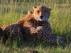 Cheetah bonding