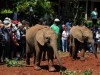 Ears can get crinkled when they are not protected from the sun by the mothers