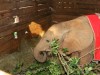 Roho at the adoptive parent visit