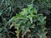 Interesting plant outside tent at Sweetwaters