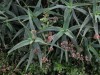 More interesting plants by tent