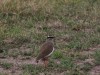 Crowned Lapwing