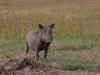 Warthog