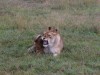 This lioness was cranky and then I noticed her left eye had an issue, either damaged or blind