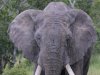 Bull Elephant