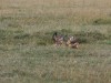 Two Jackals looking like they were mating