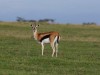 Thomson gazelle