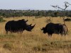 Interesting confrontation between Rhino and Cape Buffalo