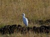 Displaced Egret off the Rhino