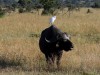 So glad I found my buffalo