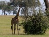 Masai Giraffe
