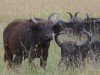 Cape Buffalo loving the mud