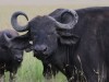 Horns super curled