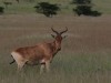 Coke's Hartebeest