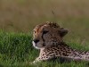 Cheetahs are such striking cats