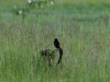 Jackson's Widowbird