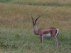 Grant's Gazelle