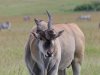 Eland