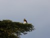 Black-chested Snake Eagle