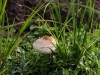 With the rains come the mushrooms