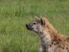 Hyena scoping things out