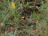Butterflies were everywhere