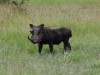 Looks like this Warthog found some mud