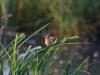 Malachite Kingfisher