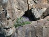 Wildflowers on the Rocks