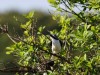 Maybe Grey-backed Fiscal