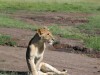 This lion cub looks pretty thin